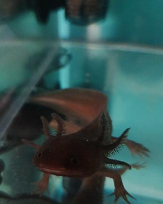 axolotl grigio 