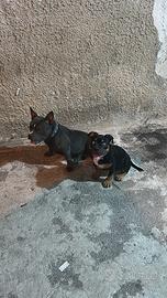 American bully