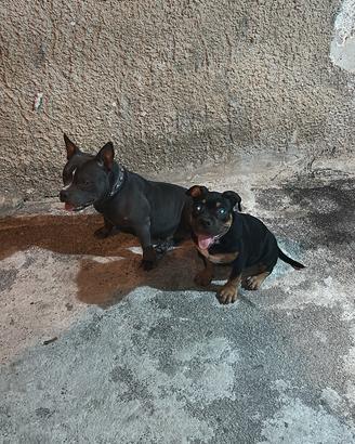 American bully