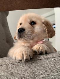 Golden retriever inglese