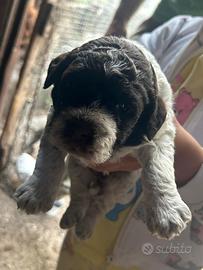 Lagotto