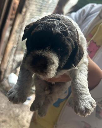 Lagotto