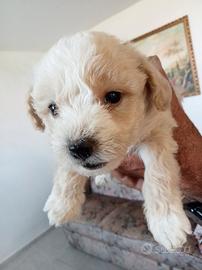 Maltipoo