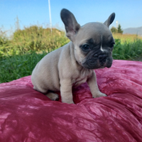 Bulldog Francese Lilac Femmina