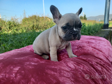 Bulldog Francese Lilac Femmina