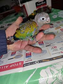 Pullo di pyrrhura perlato