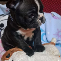 Cuccioli bulldog francese