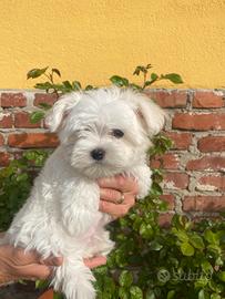 Cucciolo Maltese