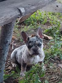 Bulldog francese