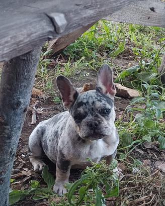 Bulldog francese