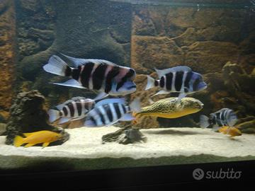 Coppia riproduttiva di frontosa