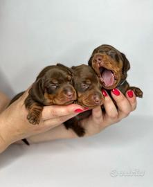 Bassotto KANINCHEN NANO Pedigree Enci Cioccolato