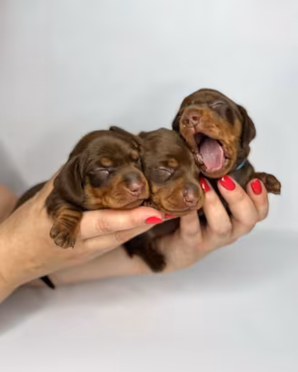 Bassotto KANINCHEN NANO Pedigree Enci Cioccolato