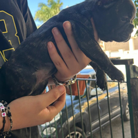 Bulldog francese