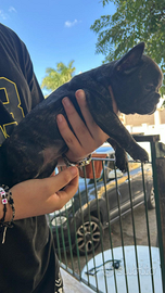 Bulldog francese