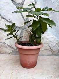Pianta del caffe’