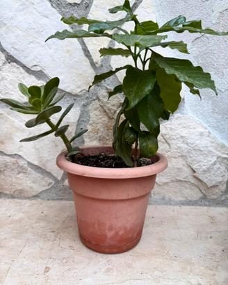 Pianta del caffe’