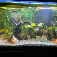 Acquario tetra 60 lt