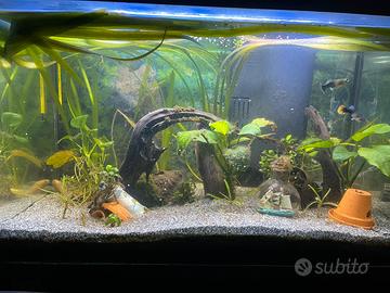 Acquario tetra 60 lt