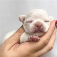 Cuccioli chihuahua