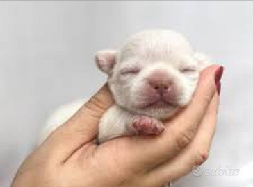 Cuccioli chihuahua