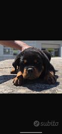 Rottweiler