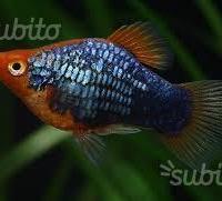 Giovani Platy Tuxedo Red, pesci per acquario