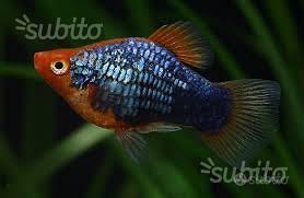Giovani Platy Tuxedo Red, pesci per acquario