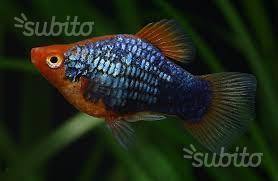 Giovani Platy Tuxedo Red, pesci per acquario