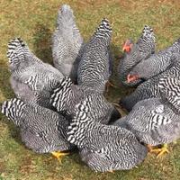 Ovaiole barred rock allevati a terra