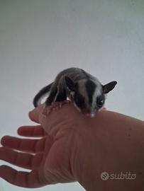 Cucciolo di petauro dello zucchero