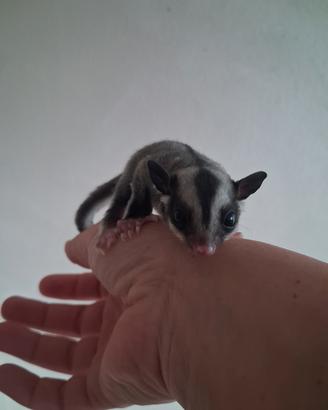 Cucciolo di petauro dello zucchero