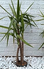 tris jucca elefantina 