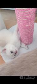 Cuccioli scottish fold e straight