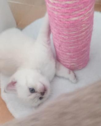 Cuccioli scottish fold e straight
