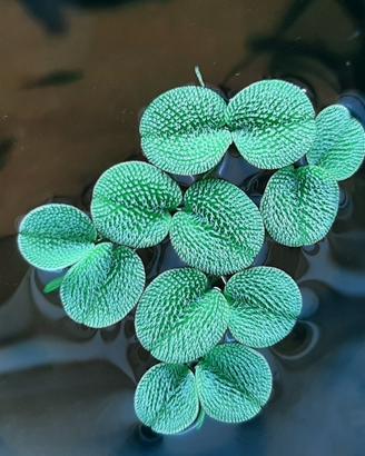 Salvinia auricolata