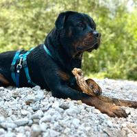 Rottweiler per monta