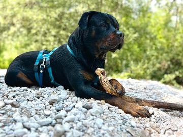 Rottweiler per monta