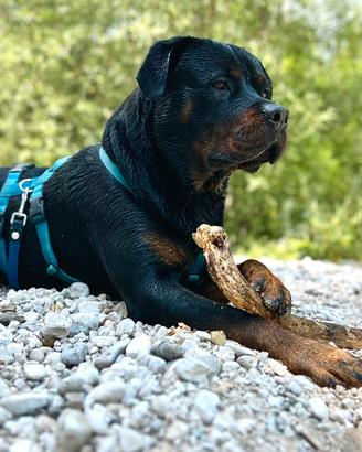 Rottweiler per monta