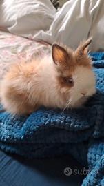 Splendido angora testa di leone