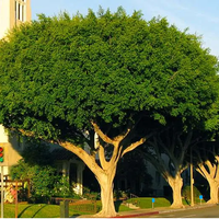 ALBERI FICUS MICROCARPA