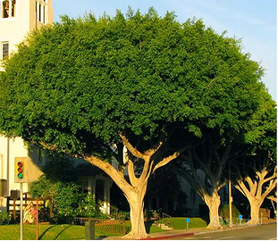 ALBERI FICUS MICROCARPA