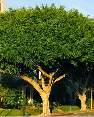 ALBERI FICUS MICROCARPA