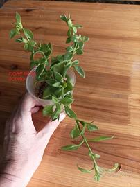 Talea radicata aptenia cordifolia rosa scuro/rosso