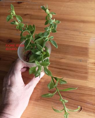 Talea radicata aptenia cordifolia rosa scuro/rosso