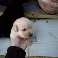 Cuccioli labrador da prenotare anche x novembre