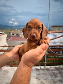 Cucciolo di bassotto color fulvo