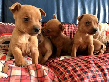 Cuccioli bassottini / Pinscher