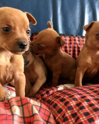 Cuccioli bassottini / Pinscher