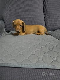 Bassotto tedesco nano kaninchen a pelo corto